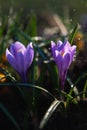 Purple crocus flowers in garden early spring with soft focus close-up. purple  flowers crocuses in drops of water at dawn in the s Royalty Free Stock Photo