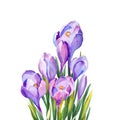 Purple crocus flowers for greeting cards.