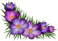 Purple crocus flowers