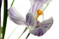 Purple crocus flowers. Isolated bright white background