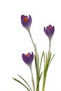 Purple Crocus Flowers isolated on white Royalty Free Stock Photo