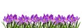 Purple crocus flowers and leaves in a spring floral border isolated on white Royalty Free Stock Photo