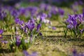 Purple crocus flowers meadow scene. Crocus meadow flowers. Purple crocus flowers. Purple crocus flower meadow. Jasne Blonia Square