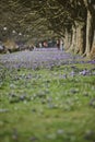 Purple crocus flowers meadow scene. Crocus meadow flowers. Purple crocus flowers. Purple crocus flower meadow. Jasne Blonia Square Royalty Free Stock Photo