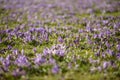 Purple crocus flowers meadow scene. Crocus meadow flowers. Purple crocus flowers. Purple crocus flower meadow. Jasne Blonia Square Royalty Free Stock Photo