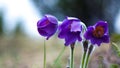 purple crocus flowers on nature Royalty Free Stock Photo