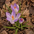 purple crocus flowers with orange pistile