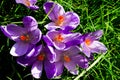 Group of purple safran crocus blooming Royalty Free Stock Photo