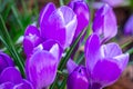 Purple crocus flowers Royalty Free Stock Photo