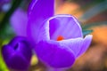 Purple crocus flowers Royalty Free Stock Photo