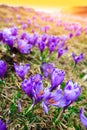 Purple crocus flowers in snow awakening in spring Royalty Free Stock Photo