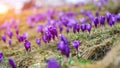 Purple crocus flowers in snow awakening in spring Royalty Free Stock Photo