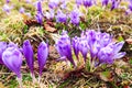 Purple crocus flowers in snow awakening in spring to the warm go Royalty Free Stock Photo