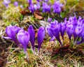 Purple crocus flowers in snow awakening in spring to the warm go Royalty Free Stock Photo