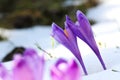 Purple crocus flowers in snow awakening in spring Royalty Free Stock Photo