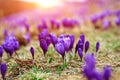 Purple crocus flowers in snow awakening in spring Royalty Free Stock Photo