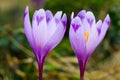 Purple crocus flowers in snow awakening in spring Royalty Free Stock Photo