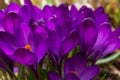 Purple Crocus Flowers in Spring background. Wild purple crocuses blooming in their natural environment in the forest Royalty Free Stock Photo