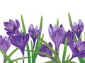 Purple Crocus Flowers