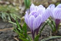 Purple Crocus Flowers in Spring. Close-up image of beautiful spring flowering. Amazing sunlight on spring flower crocus. View of Royalty Free Stock Photo