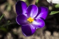 Purple crocus flowers in the spring garden, a beautiful flower. Top view, close-up, macro Royalty Free Stock Photo