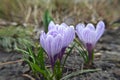 Purple crocus flowers in spring in the garden. Crocus blooming. Violet crocuses. Beautiful natural natural background. The first Royalty Free Stock Photo