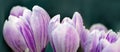 Purple crocus flowers in the spring garden. Royalty Free Stock Photo