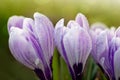 Purple crocus flowers in the spring garden. Royalty Free Stock Photo