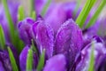 Purple crocus flowers in the spring garden. Royalty Free Stock Photo