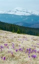 Purple Crocus flowers on spring morning mountain Royalty Free Stock Photo