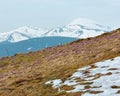 Purple Crocus flowers on spring morning mountain Royalty Free Stock Photo