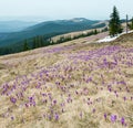 Purple Crocus flowers on spring morning mountain Royalty Free Stock Photo