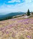 Purple Crocus flowers on spring morning mountain Royalty Free Stock Photo