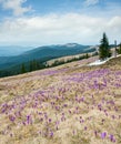 Purple Crocus flowers on spring morning mountain Royalty Free Stock Photo