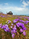 Purple Crocus flowers on spring mountain Royalty Free Stock Photo