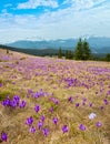 Purple Crocus flowers on spring mountain Royalty Free Stock Photo