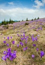 Purple Crocus flowers on spring mountain Royalty Free Stock Photo