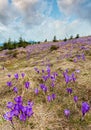 Purple Crocus flowers on spring mountain Royalty Free Stock Photo