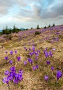 Purple Crocus flowers on spring mountain Royalty Free Stock Photo