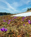 Purple Crocus flowers on spring mountain Royalty Free Stock Photo