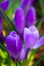 Purple crocus flowers Royalty Free Stock Photo