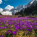 Purple crocus flowers on the steep mountain slope, Carpathians, Romania Royalty Free Stock Photo