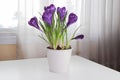 Purple crocus flowers on a table beside a window Royalty Free Stock Photo