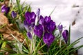 Purple crocus flowers under the snow in early spring Royalty Free Stock Photo