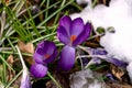 Purple crocus flowers under the snow in early spring Royalty Free Stock Photo