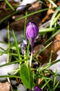 Purple crocus flowers under the snow in early spring Royalty Free Stock Photo