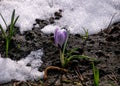 Purple crocus flowers under the snow in early spring Royalty Free Stock Photo