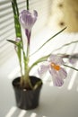 Purple crocus flowers in a vase on the sunny windowsill Royalty Free Stock Photo