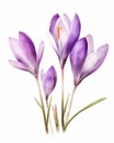 purple crocus flowers on white background generative AI Royalty Free Stock Photo