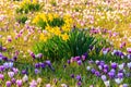 Purple crocus flowers and yellow daffodils on lawn at spring Royalty Free Stock Photo